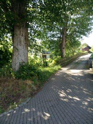 alter Baumbestand...