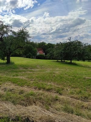 Blick auf die Mühle (zugehörige Wiese)