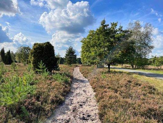 Blühende Heidelandschaft