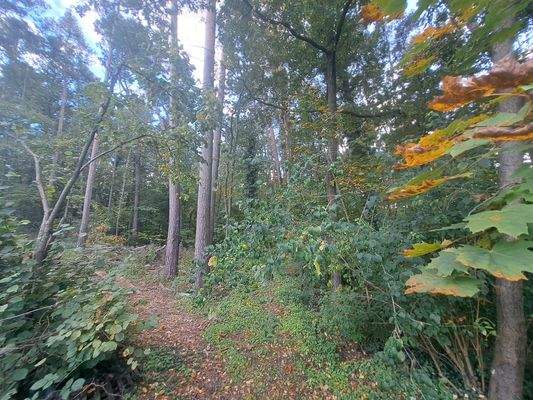 Waldteil 3.jpg
