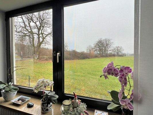 Blick auf Eichen vor Feldweg