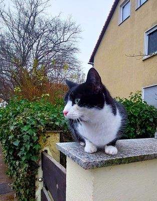 Nachbars Katze :-)