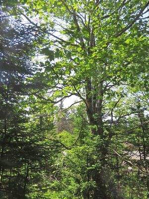 Nova Scotia - Grover?s Point - Atlantik-Grundstück