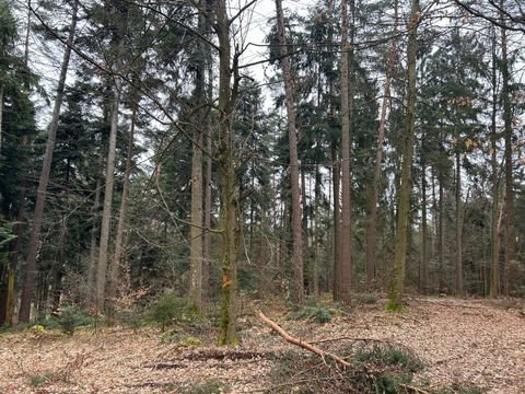 Falkenfels Bauernhöfe, Landwirtschaft, Falkenfels Forstwirtschaft