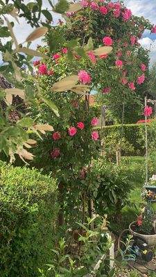 Rosenbogen GartenVorderseite