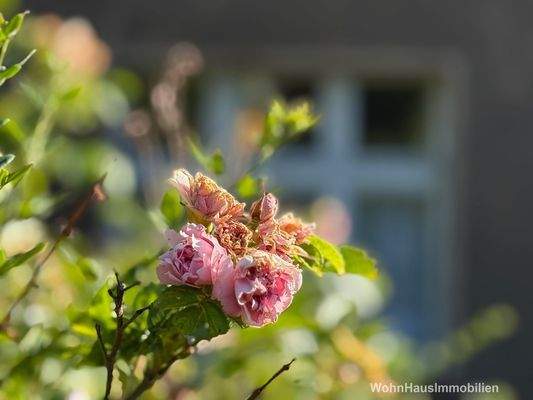 Förmlich im Dornröschenschlaf