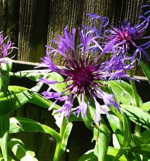 Wangen im Allgäu Häuser, Wangen im Allgäu Haus mieten 