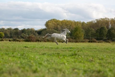 Landau in der Pfalz Bauernhöfe, Landwirtschaft, Landau in der Pfalz Forstwirtschaft