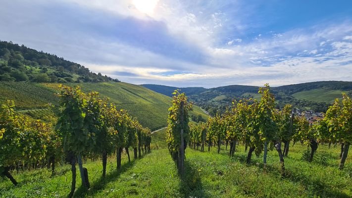 Weinberge