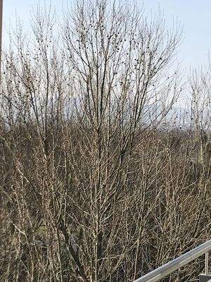 Taunusblick vom Westbalkon