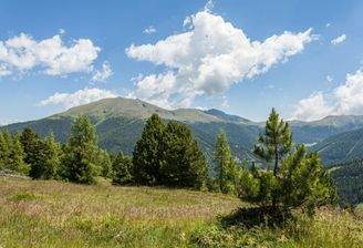 Zwischen Almrausch und Zirbenwald