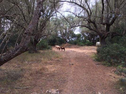 Grundstück mit Projekt für ein Haus mit Pool zum Verkauf in Felanitx, Mallorca.