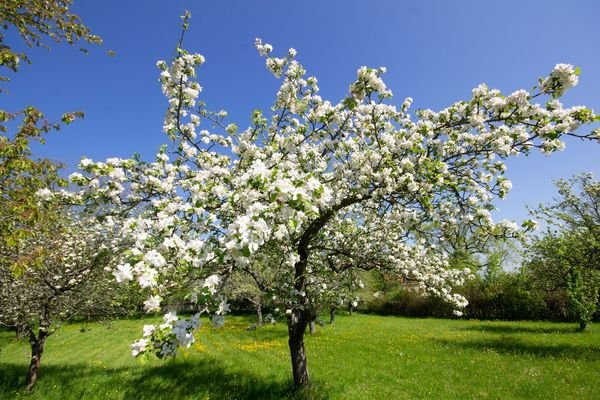 Apfelblüte