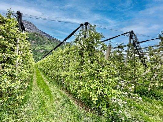 Eppan-Obstwiese-Apfel-zu-verkaufe-meleto-in-vendita-ad-Appiano
