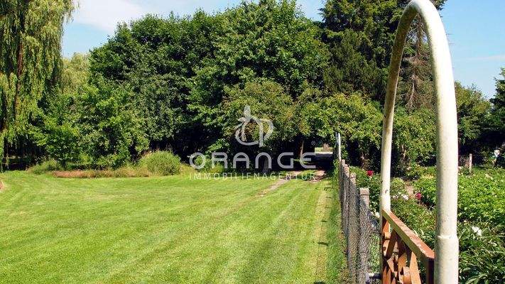 Freifläche vor den Gärten | alte Weide am Teich