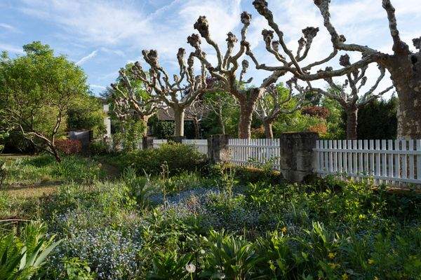 Vorgarten an der Platanenallee