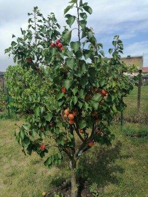 WhatsApp Bild 2025-09-18 um 13.03.48_92fb3f25.jpg