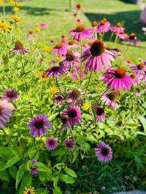 Blumen im Spätsommer 