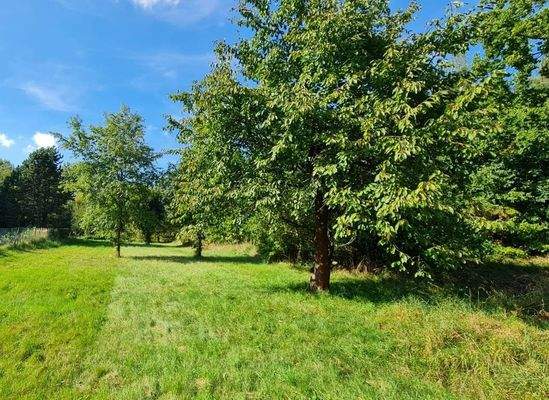 Blick auf den Kirschbaum