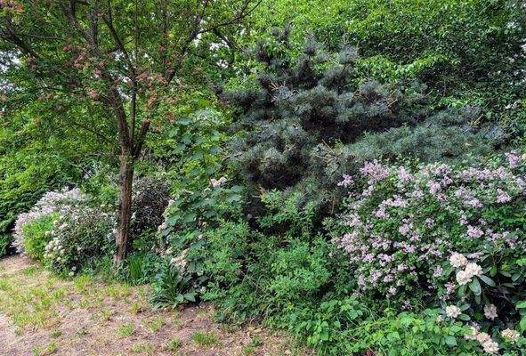 Baum-und Strauchbestand