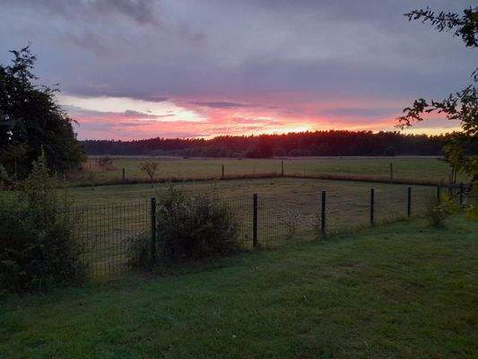 Sonnenuntergang mit Blick auf den Darßwald