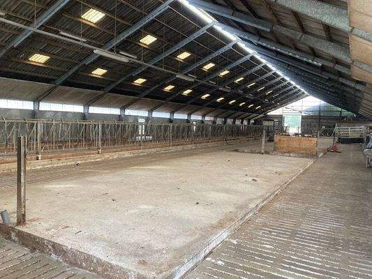 Rinderstall mit Spaltenboden