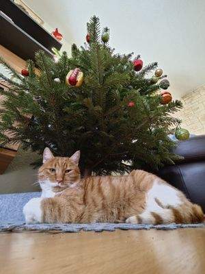 Ihr Weihnachten im eigenen Haus