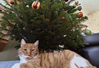 Ihr Weihnachten im eigenen Haus