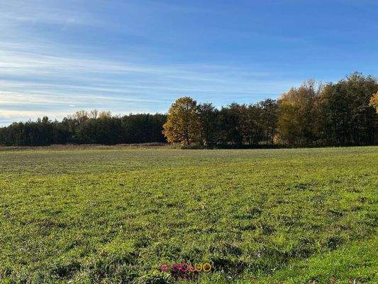 Wald und Wiesen vor Riddagshausen