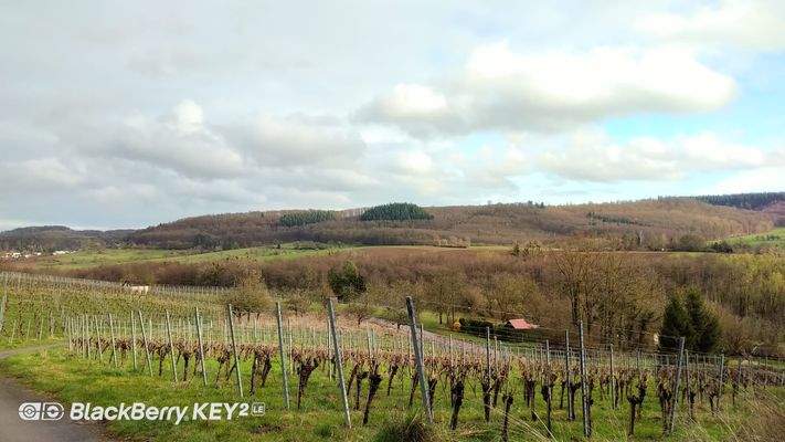 Weinberge in der Nachbarschaft