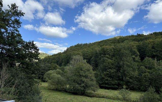 Harztal mit Fluss Bere