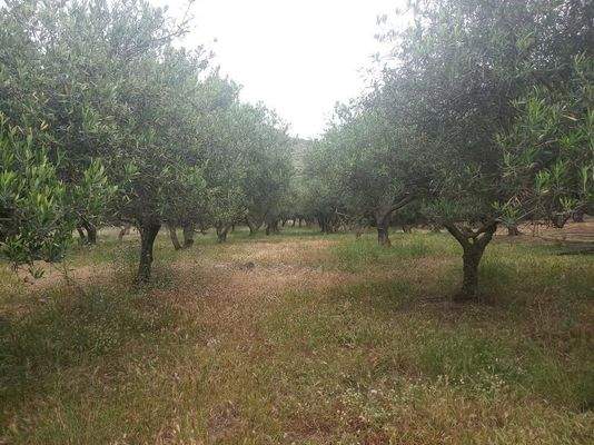 Kreta, Trachilos: Investitionsprojekt - 3 Rohbau-Villen zu verkaufen