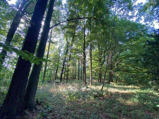 Schlosspark (22).JPG