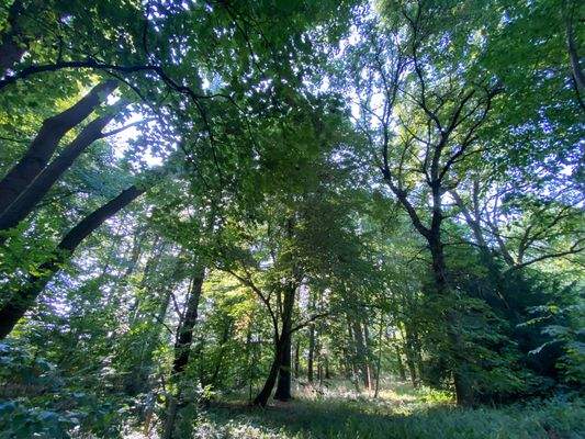 Schlosspark (21).JPG