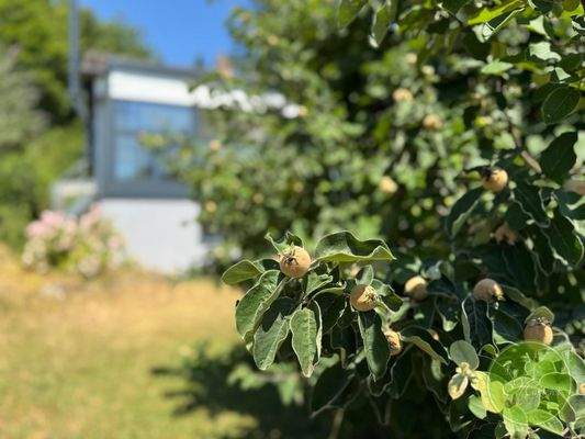 ... alter Obstbaumbestand und ...