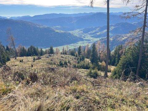Kammersberg Bauernhöfe, Landwirtschaft, Kammersberg Forstwirtschaft