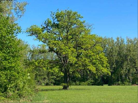 prachtvolle Solitäreiche auf dem Nachbargrundstück