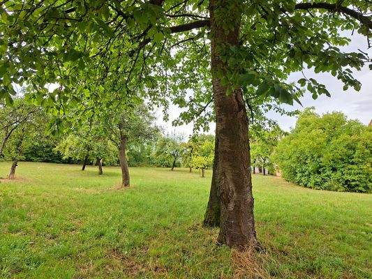 Garten mit altem Obstbaumbestand.jpg