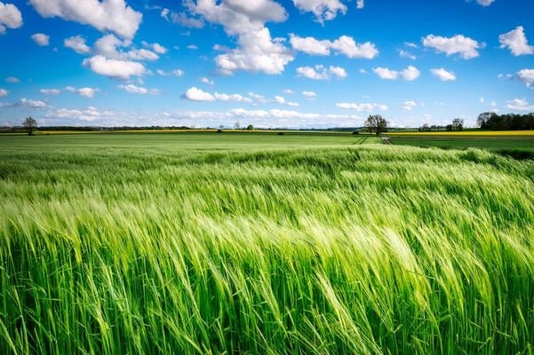 Feld mit Gras