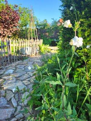 Gartenimpressionen Sommer