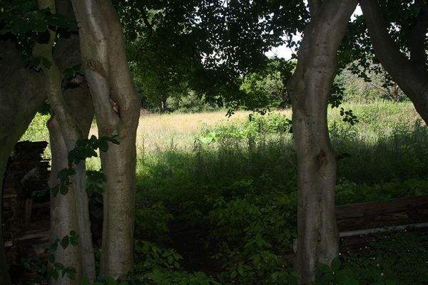 Blick vom Haus Richtung Garten