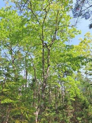 Cape Breton - Tolles Atlantik-Grundstück in herrli
