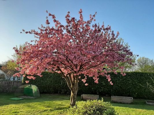 Blick in den Garten