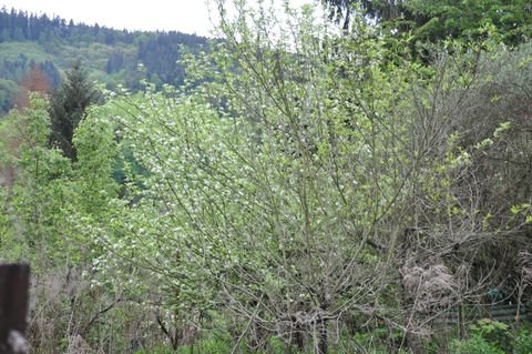 Weinheim Bauernhöfe, Landwirtschaft, Weinheim Forstwirtschaft