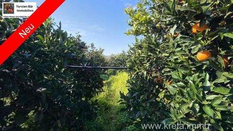 Tympaki Bauernhöfe, Landwirtschaft, Tympaki Forstwirtschaft