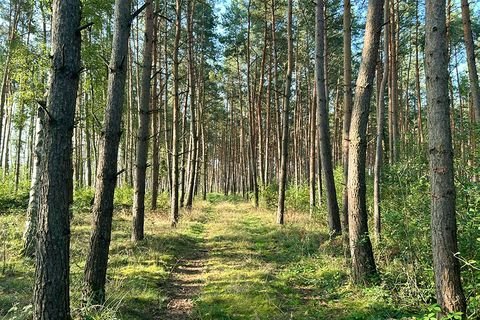 Bismarck (Altmark) Bauernhöfe, Landwirtschaft, Bismarck (Altmark) Forstwirtschaft