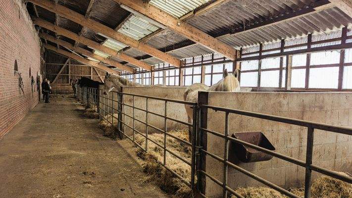 Pferdeboxen - groß, hell + luftig 