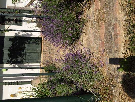 Garden - entrance to Suite unit