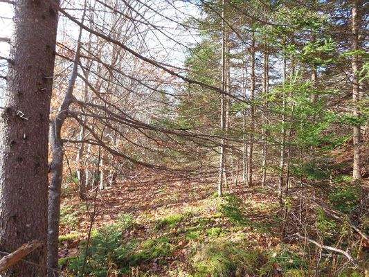 Cape Breton - Bras d`Or Lake - 18-Hektar-Areal in 