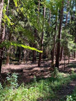 Fichten und Kiefern schlagreif